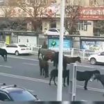 【悲報】中国ロックダウンで路上が馬に占拠されるｗ （動画あり）￼