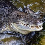 サメやワニのうようよいる海で丸1日漂流、男性生還 豪