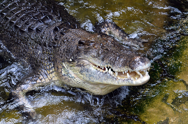 サメやワニのうようよいる海で丸1日漂流、男性生還 豪