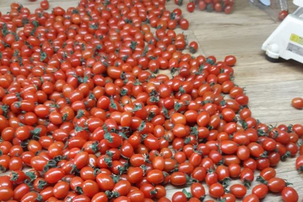 韓国産ミニトマトを食べた園児たち全員が嘔吐 →食中毒トマト全量廃棄 →トマトの消費急減 →韓国でトマト価格暴落 韓国産ミニトマトを食べた園児たち全員が嘔吐 →食中毒トマト全量廃棄 →トマトの消費急減 →韓国でトマト価格暴落