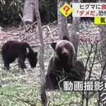 【恐怖】「ダメだクマだ」動画撮影中“ヒグマ4頭”に遭遇　住宅地も近い森の中　食事奪われテーブル破壊される　札幌市