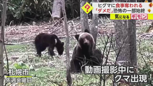 【恐怖】「ダメだクマだ」動画撮影中“ヒグマ4頭”に遭遇　住宅地も近い森の中　食事奪われテーブル破壊される　札幌市