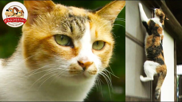 ネコを外に出してはいけない意外な理由　“驚異的な狩猟能力”が与える生態系への影響（どうぶつ奇想天外/WAKUWAKU）