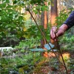 「山菜の女王」無断採取、福岡県の市議　私有林所有者に見つかり…議会で謝罪