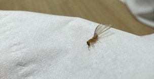 「世界で最も煩わしい虫」…ソウル江南の住宅街疑いの通報で大騒ぎ＝韓国