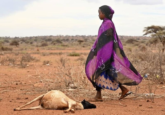 過去４０年で最悪の干ばつ、巨大な穴に道の両脇に…家畜の死臭漂う現場を歩いた　「国際社会が見過ごした」エチオピア南部で何が