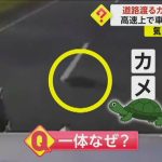 【お騒がせ動物】高速で車が次々衝突…原因は“カメ”　別の場所ではヘビに襲われたタカを警察官が救助　米・フロリダ