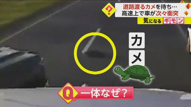 【お騒がせ動物】高速で車が次々衝突…原因は“カメ”　別の場所ではヘビに襲われたタカを警察官が救助　米・フロリダ