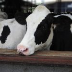 乳牛を殴る蹴る...TikTok動画拡散で物議　島根県畜産課「ありえない行為」、警察は動物虐待の疑いで捜査