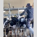 牛を蹴る"虐待"動画がSNSで拡散、「従業員の自撮り」農場認め謝罪…島根県「警察と連携して対応」