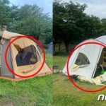 韓国・キャンプ場「迷惑」場所取りテント、切り裂かれる被害…だがネット世論は「気持ちがすっきり」