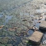 韓国の川で魚が集団死…原因はなんと「ウェットティッシュ」だった