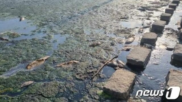 韓国の川で魚が集団死…原因はなんと「ウェットティッシュ」だった