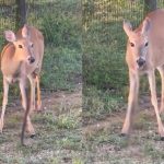 シカは草食動物ではなかった？　ヘビを噛んで食べる映像が話題