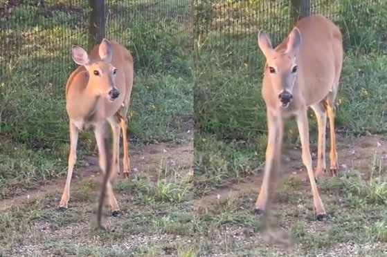 シカは草食動物ではなかった？　ヘビを噛んで食べる映像が話題