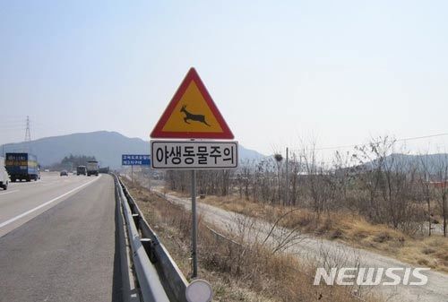 フロントバンパーに挟まったシカの死体に車の持ち主「気付かなかった」　韓国ネット拡散で騒動に