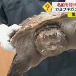 30年間「子供のようにかわいがっていた」　特定外来生物カミツキガメを違法飼育　66歳男書類送検　東京・江戸川区