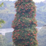 「あれは何？」　十数メートルの鉄塔をのみ込んだ植物の正体　和歌山