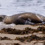 有害藻類で中毒のアシカ、見かけても近寄らないで　米ロサンゼルス郡が呼びかけ