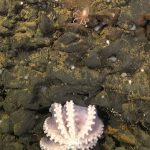 【貴重な発見】世界で2番目のタコの「生育場」がコスタリカ沖で見つかる
