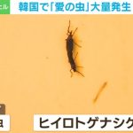 「焦土と化している」「これが韓国なのか」 ソウルで“愛の虫”が大量発生、駆除依頼が殺到