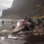 スペインの海岸に漂着したクジラの死骸…体内から「竜涎香」発見