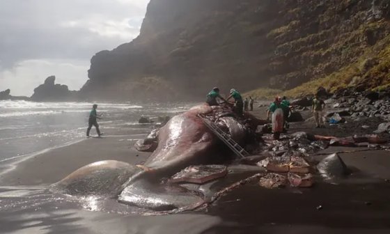 スペインの海岸に漂着したクジラの死骸…体内から「竜涎香」発見