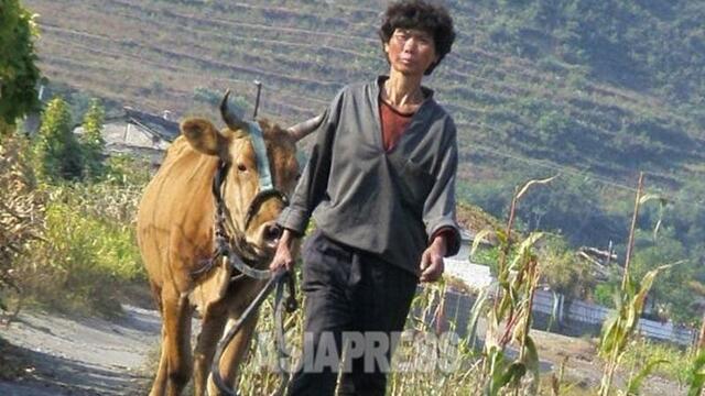 ＜北朝鮮内部＞金正恩氏肝いりの麦収穫　軍隊に搬出命令で農民不満　市場でも流通