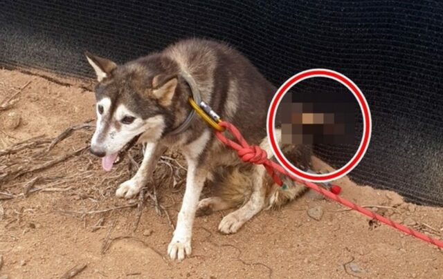 韓国・体に70センチの矢が刺さり、息を切らしながら座る野良犬…40代男性「虐待」で起訴