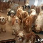 韓国・集合住宅に悪臭…中にはなんと放置された犬50匹、緊急保護