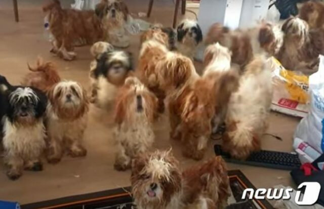 韓国・集合住宅に悪臭…中にはなんと放置された犬50匹、緊急保護