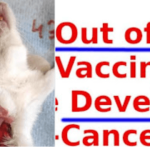 ワクチンを接種したマウスの13匹に1匹が「ターボ癌」に／同じ割合で人間にも起こる可能性。人間に換算すると接種後40年以内に発生する可能性(dailyclout)