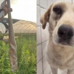 殴って壊れた金属バット、血を流した犬…韓国・違法犬農場のおぞましさ