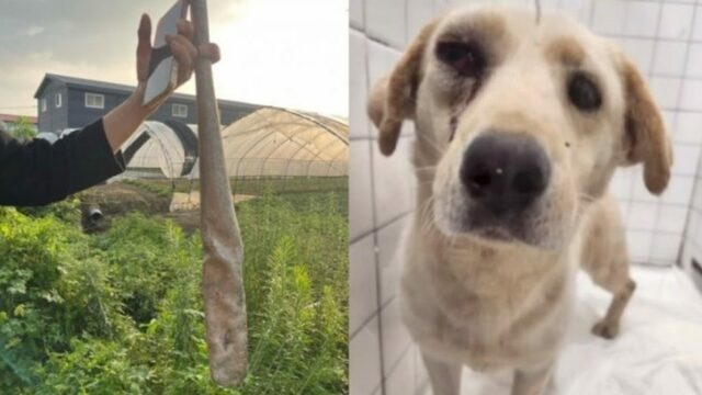殴って壊れた金属バット、血を流した犬…韓国・違法犬農場のおぞましさ