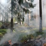ハワイ山火事の悲劇：伴侶犬を守ろうとした男性が犠牲となる