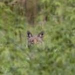 正体不明の動物が庭で目撃 ⇒ 伝説上の「チュパカブラ？」と憶測呼ぶ　米