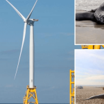洋上風力発電所の建設で生じる、高デシベルの杭打ちや船の活動がクジラを大量死させている（動画）