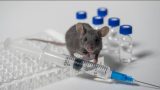 今秋から接種開始された新しいコロナワクチンは１０匹のマウスでのみテストされた