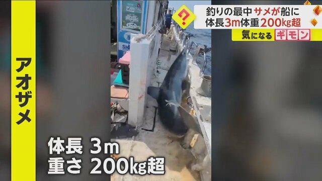 巨大ザメが船の中に飛び込む