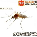 「暴れ蚊」が秋に注意　デング熱の海外流行も