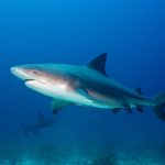 17年間も生息した人食いザメ、オーストラリアのゴルフ場での珍事が世界記録と判明【驚きの調査結果】