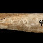 旧石器時代のヨーロッパ人は、死者を食べていた？新たな研究の発表