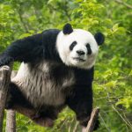 北京動物園のパンダ「萌蘭」がけがをした理由