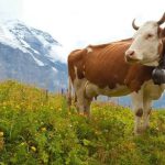 スイスの小さな村で「カウベル」の存続を巡る住民対立――新たな住民の苦情が引っ越しの理由になる？