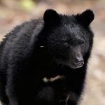 「クマ被害の自粛要請、秋田県が撤回…猟友会「20日で冬眠」」