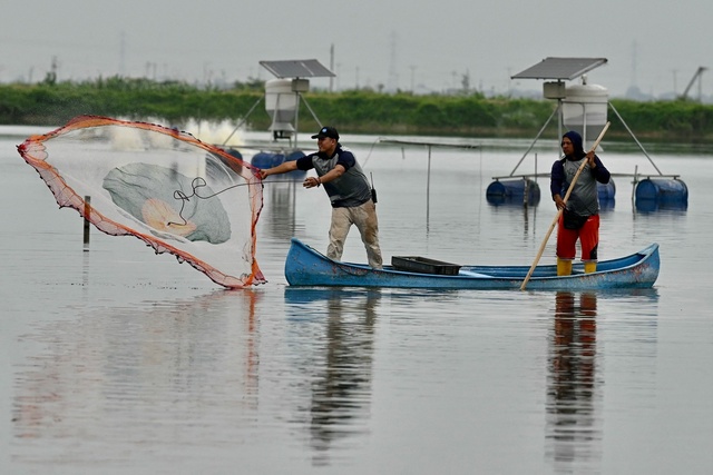 エクアドルのエビ養殖場