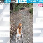 愛犬との散歩中に野生のイノシシと遭遇！柴犬の反応に驚きの声が広がる