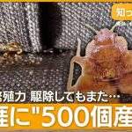 殺虫剤が効かない“スーパートコジラミ”日本でも急増！一度駆除しても再発のワケ