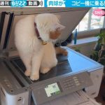 コピー機に乗る猫を印刷してみたら…印刷されたコピーの予想以上の仕上がりに大反響「肉球くっきりでかわいい！」「ニャ拓」