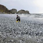 イワシとサバが函館の海岸１キロ埋め尽くす、漁師も驚き「こんな大量は初めて」